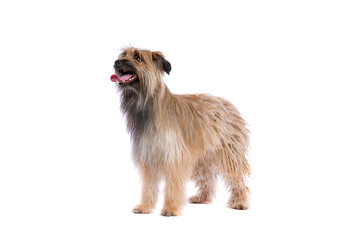 brown Pyrenean Shepherd dog