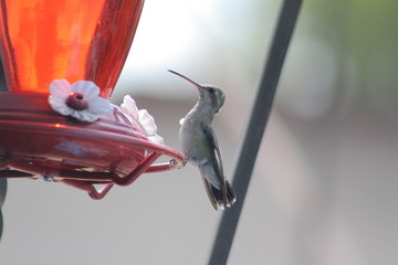 Hummingbird