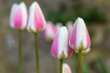 A close up of pretty tulip flowers, with a shallow depth of field