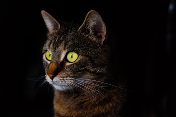 Obraz premium Low key cat portrait