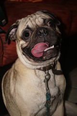 Pug funny