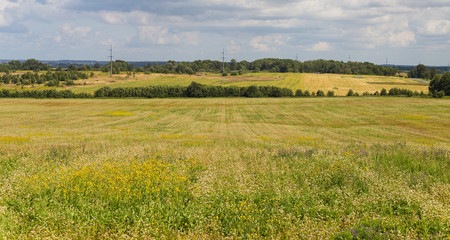 Harvest fields at cloudy summer day