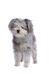 Hungarian Pumi or Hungarian herding terrier