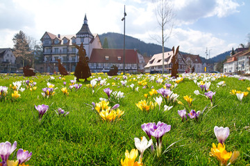 Frühlingswiese in Bad Herrenalb