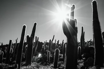 Gordijnen cactus bw © Everton