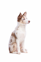 red merle border collie puppy sitting in front of a white background