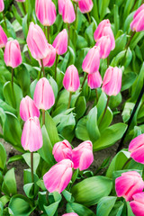 Colorful tulips in the spring in the garden