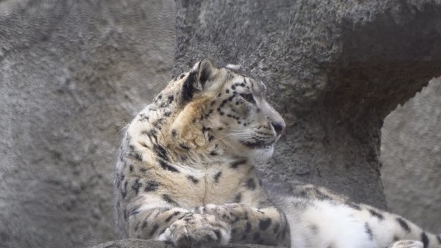Big wild predatory cat irbis, snow leopard
