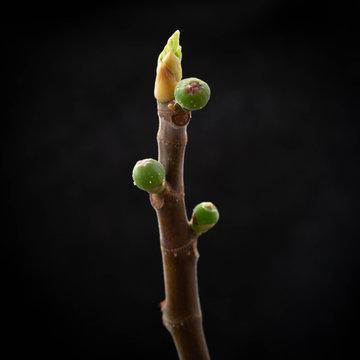 Feigenzweig mit Knospen und jungen Fr&uuml;chten