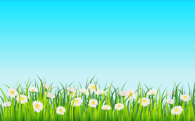 Fototapeta premium Spring field of flowers of daisies, chamomile and green juicy grass, meadow. Vector, illustration, isolated, template, banner, flyer