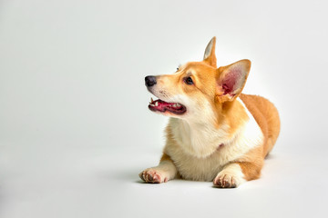 Funny corgi pembroke in studio in front of a white background