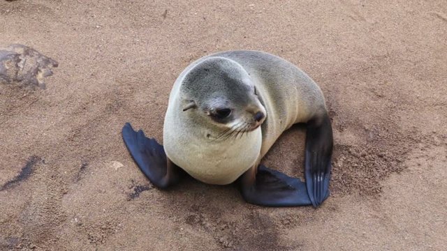 B&eacute;b&eacute; otarie Cape Cross Namibie