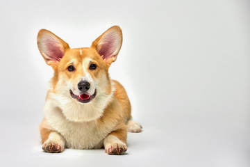 Funny corgi pembroke in studio in front of a white background