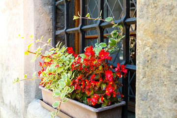 Fototapeta na wymiar red flowers in boxes on the windowsill