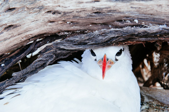 Tropic bird adult