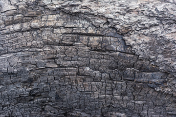Closeup view of the background of a charred tree