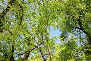 RAMAS DE ÁRBOLES POR TODAS PARTES, árbol, naturaleza, bosque, verde, primavera, hojas, verano, aparcar, follaje