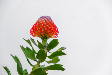 Flor tropical vermelha