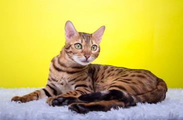 Beautiful stylish Bengal cat. Animal portrait. Bengal cat is lying. Blue background. Collection of funny animals