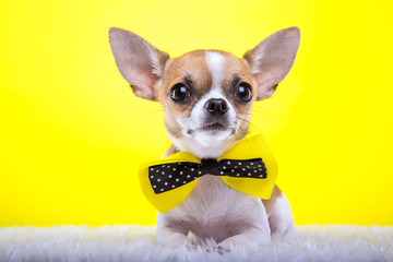 Beautiful stylish Bengal cat. Animal portrait. Bengal cat is lying. Blue background. Collection of funny animals