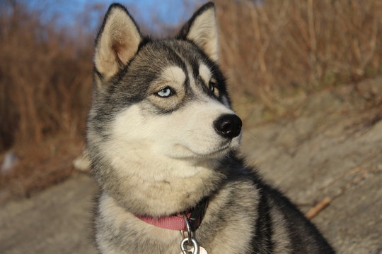 Cherri(haski)