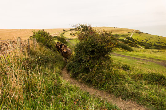 Running path