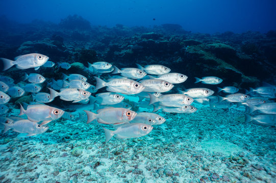 Crescent Tail Bigeye silver phase