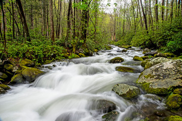 A beautiful white water stream in The Smokies surrounded with greenery.