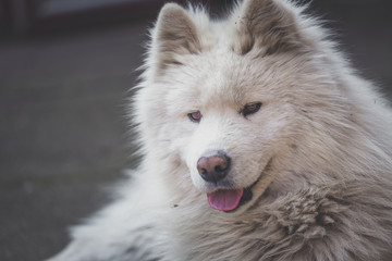 Young white male samoyed lies in the yard