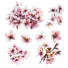 Watercolor cherry blossom. Seasonal spring illustration. Set of floral design elements.
