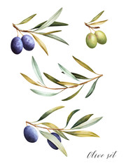 Set of black and green  olive branches. Mediterranean cuisine Isolated watercolor illustration.