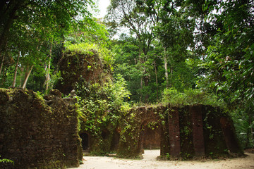 Natural park in Belem, Brazil. Animals and pure amazon nature living with harmony.