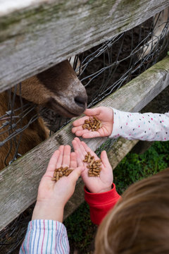 Children feeding petting zoo animals