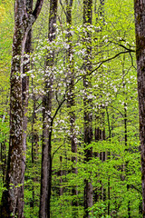 Dogwood Trees blooming in spring in The Smokies.