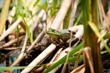 Frog