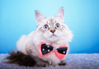 Beautiful stylish purebred cat. Animal portrait. Purebred cat with bow-tie is lying. Blue...