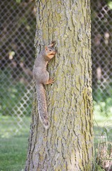 Squirrel on Tree Trunk