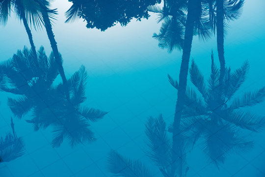 Palm trees reflection in  swimming pool