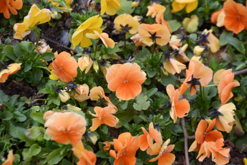 Orange flowers, spring background