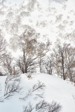 Trees of Japan