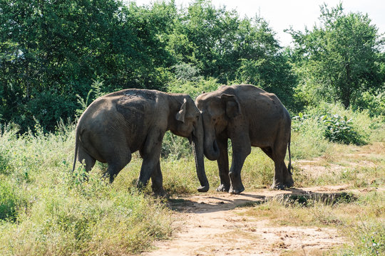 Elephants