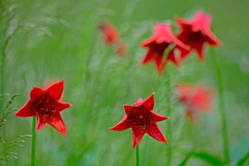 Red Gray's Lily blooming on Grayson Highlands State Park.