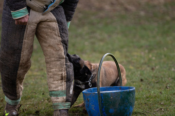 Dog Belgian Schepard - Malinois