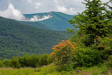 Orange Flame Azalea blooming on the mountain.