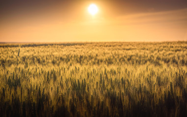 Wheat crop field at sunset