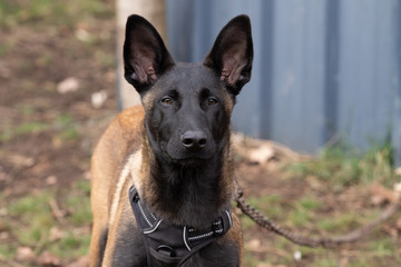 Dog Belgian Schepard - Malinois