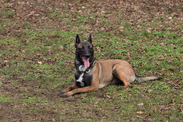 Dog Belgian Schepard - Malinois