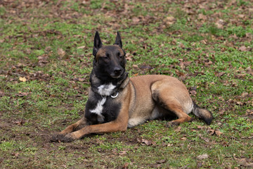 Dog Belgian Schepard - Malinois