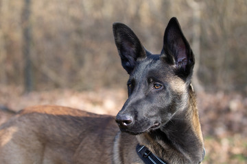 Dog Belgian Schepard - Malinois