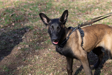 Dog Belgian Schepard - Malinois